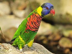 101PARC AUX OISEAUX DANS L AIN 2016 3_000010